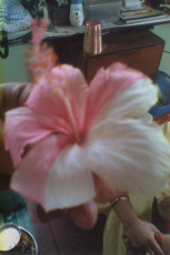 The-leela-of-divine-mother-Tarama-pink-hibiscus-turns-half-white-and-half-pink-by-the-grace-of-Tara-Ma-2